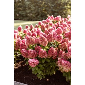 Hortenzia metlinatá (Hydrangea paniculata) ‘MAGICAL ANDES’ - výška 50-60 cm, kont. C3L